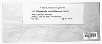 Melampsorella elatina image